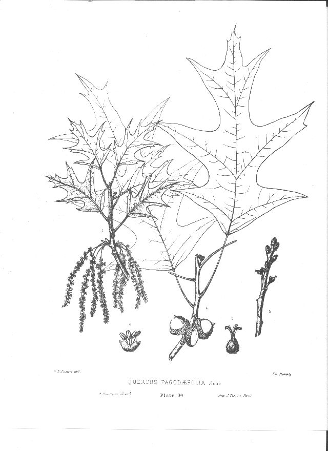 640x880 An Introduction To The Southern Red Oak Tree Red Oak, Southern