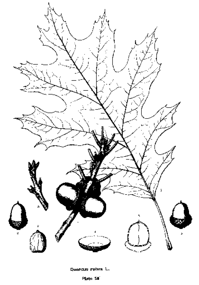 Red Oak Tree Drawing at GetDrawings | Free download