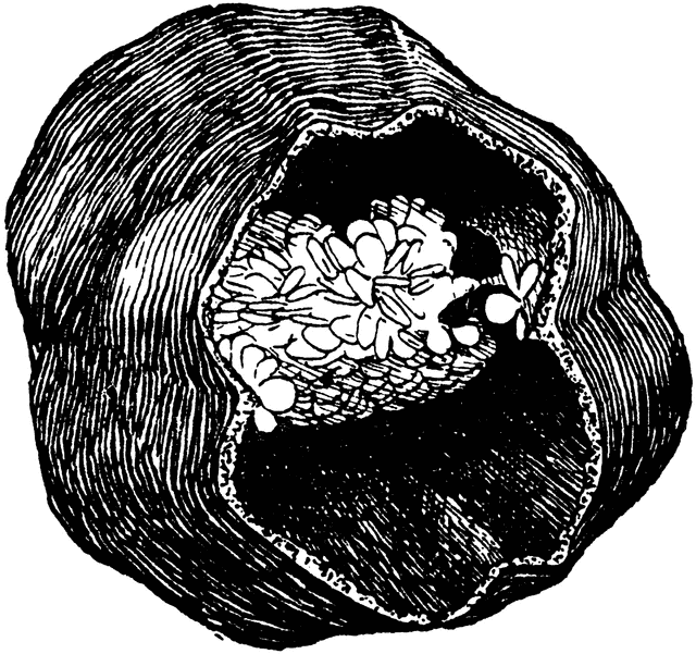 640x601 Red Pepper Clipart Etc