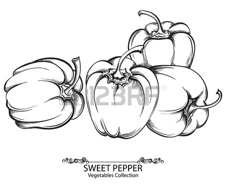 450x380 Sweet Peppers. Vector Hand Drawn Vegetables Isolated On White