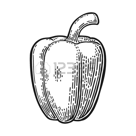 450x450 Two Sweet Bell Peppers. Vector Vintage Engraved Illustration