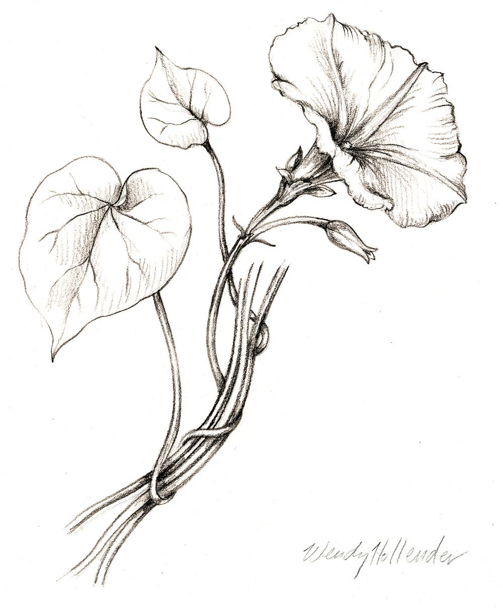 1000x1209 Morning Glory. From The Collection Botanical Illustrations