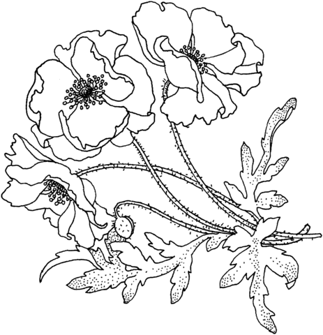 463x480 Poppies Flower Coloring Page Free Printable Coloring Pages