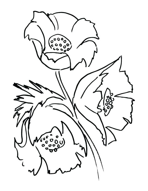 600x776 Poppy Coloring Page Poppy Flowers Coloring Page For Adult