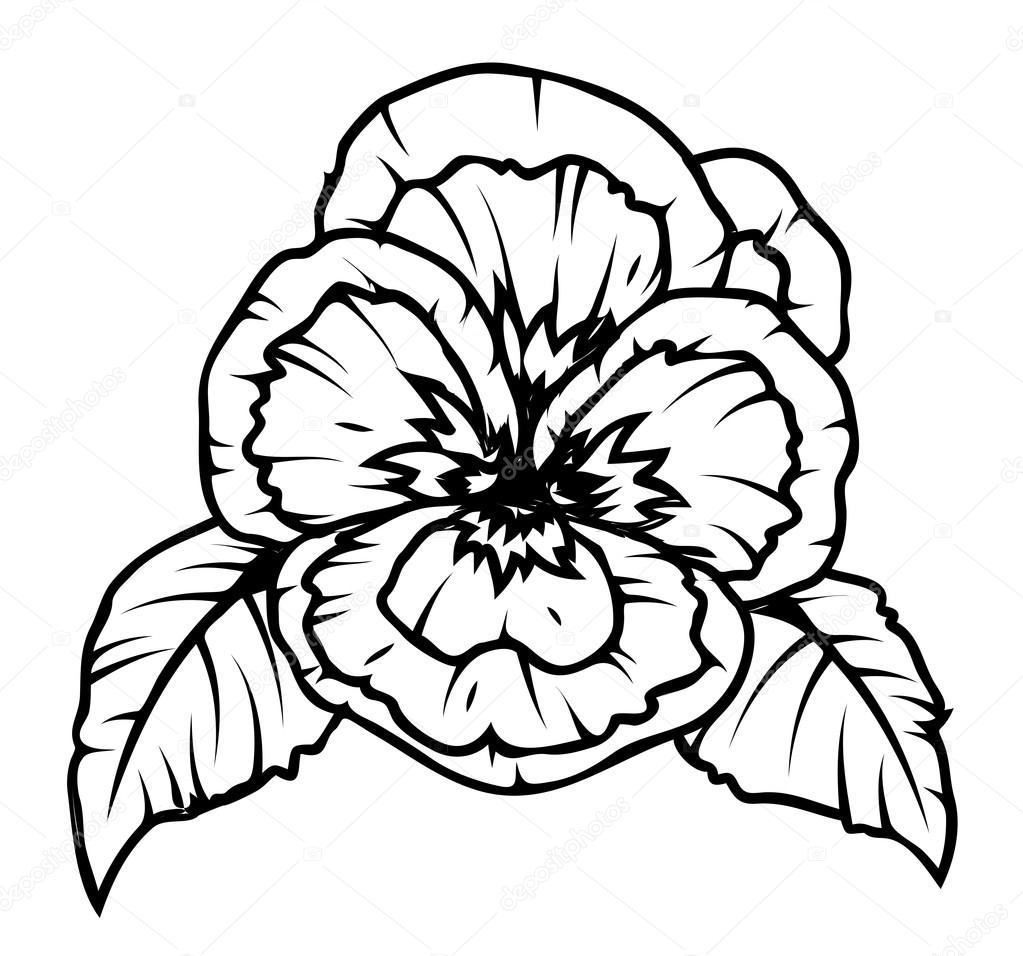 1023x956 Poppy Flower Drawing Stock Vector Baavli