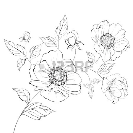 450x450 Red Poppy Flower Isolated On A White Background. Vector