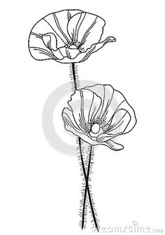 236x337 Two Beautiful Free Poppy Flower Vector Illustration. Feel Free