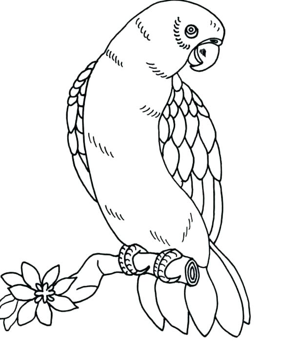 580x698 Robin Bird Coloring Pages Bird Coloring Pages Plus Drawing Robin