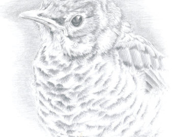 340x270 Robin Drawing Pen And Ink Bird Art Bird Drawing On Paper
