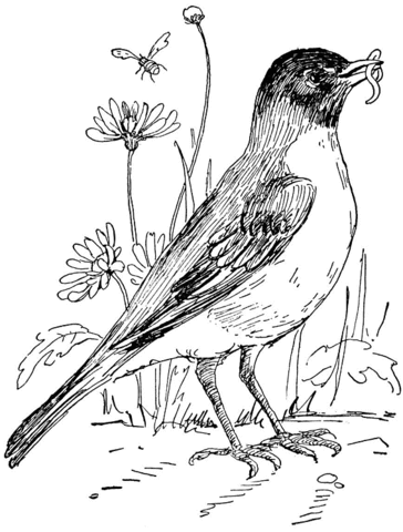 364x480 Robin In Flower Garden Coloring Page From Robins Category. Select