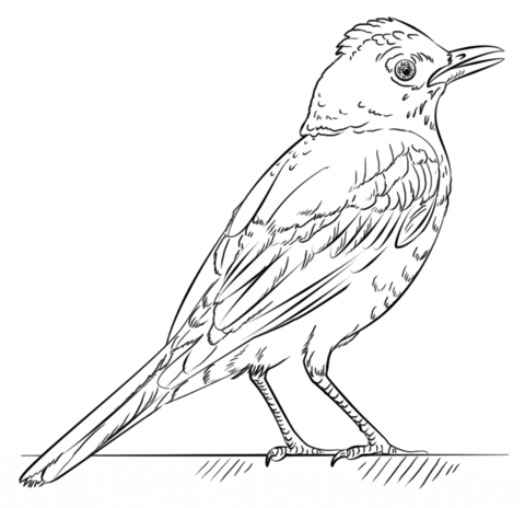 480x464 Red Robin Coloring Page Free Printable Coloring Pages