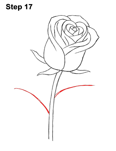 386x500 How To Draw A Rose