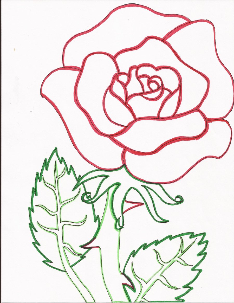 900x1165 Red Rose Line Art By Day Week