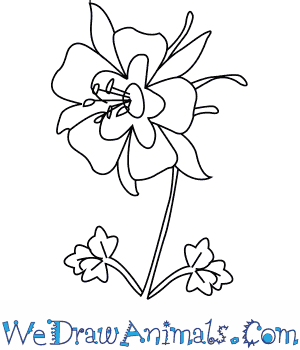 300x350 How To Draw A Columbine Flower