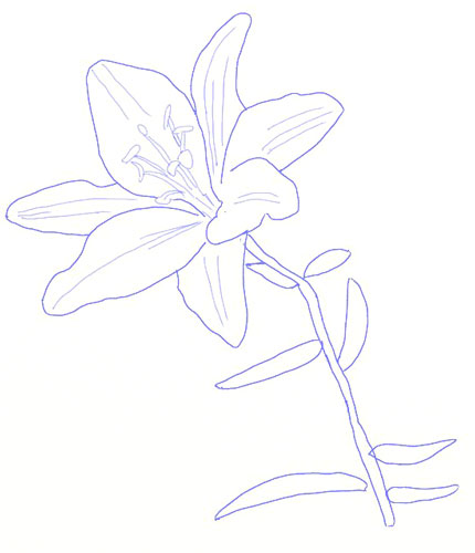 430x500 How To Draw A Lily Flower