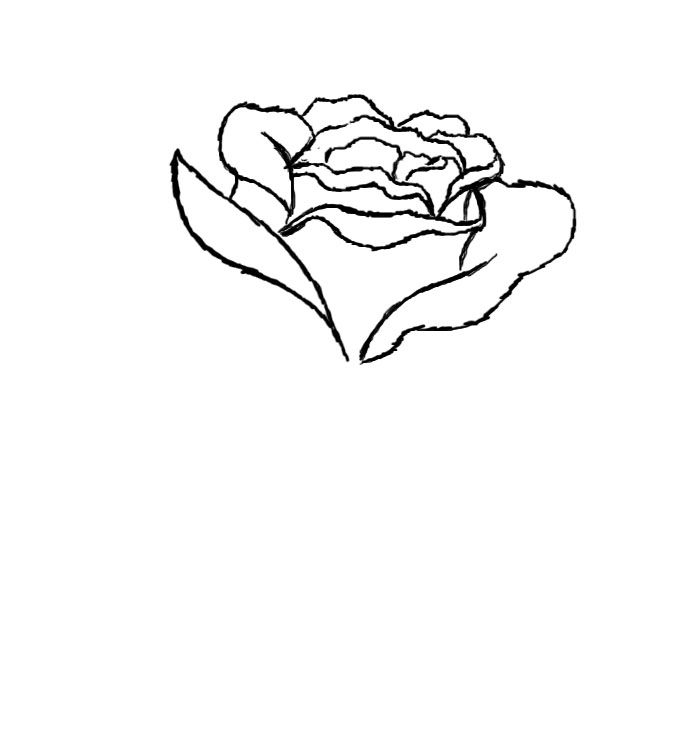 684x733 How To Draw A Red Rose 9 Steps