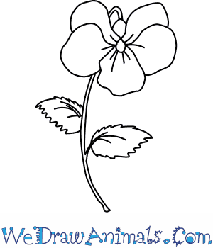 300x350 How To Draw A Violet Flower