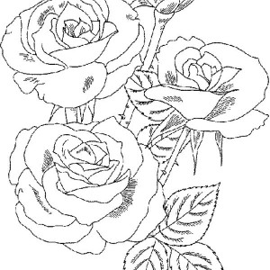 300x300 Red Roses In Vase For Flower Bouquet Coloring Page Color Luna