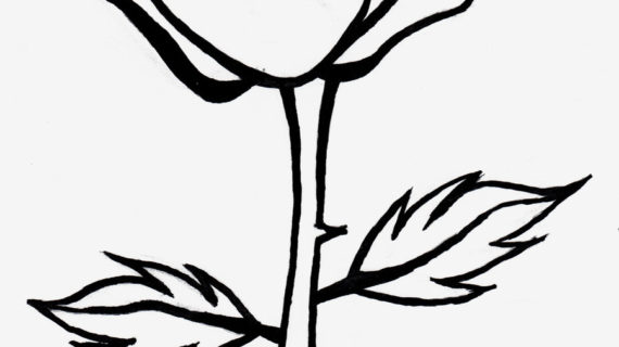 570x320 Rose Black And White Drawing Black And White Drawings Of Roses