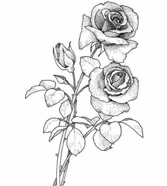 566x630 Tattoo Designs Black Rise Tattoo Design