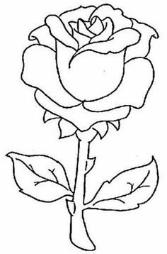 236x358 Drawing Beautiful Roses How To Draw A White Rose, Step By Step