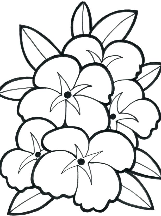 618x828 Coloring Pages Of Roses Beautiful Rose Picture Coloring Page