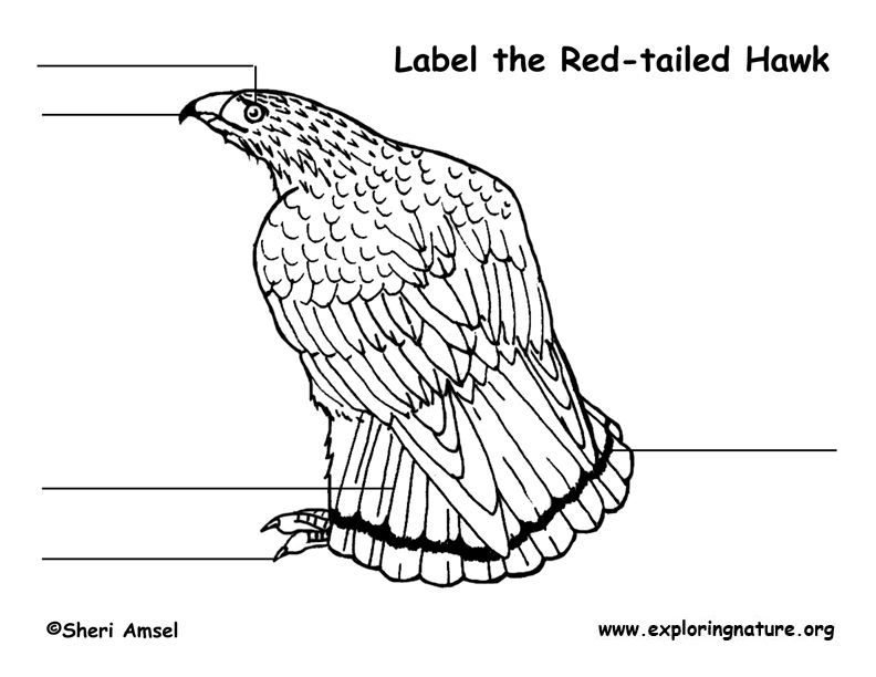 792x612 Hawk (Red Tail) Labeling Page
