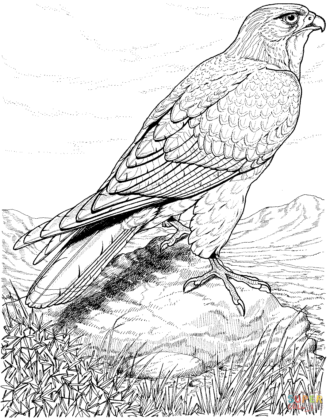 1076x1361 Hawks Coloring Pages Free Coloring Pages