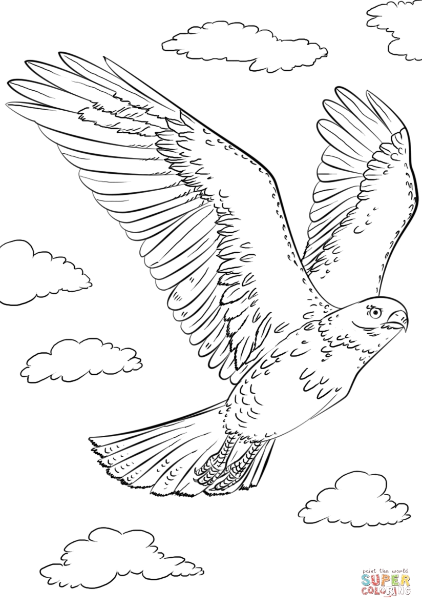 824x1186 How To Draw A Hawk Printable Coloring Pages For Kids