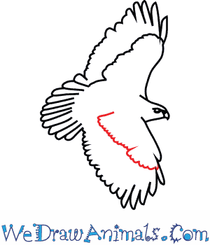 300x350 How To Draw A Red Tailed Hawk