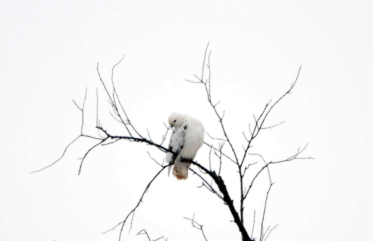 1280x827 Red Tailed Hawk In White