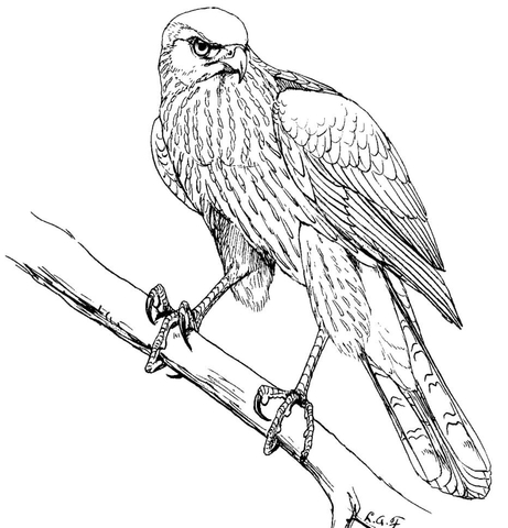 461x480 Cooper's Hawk Coloring Page Free Printable Coloring Pages