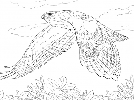 465x348 Drawing Of Red Tailed Hawk In Flight Artwork Amp Photos Black