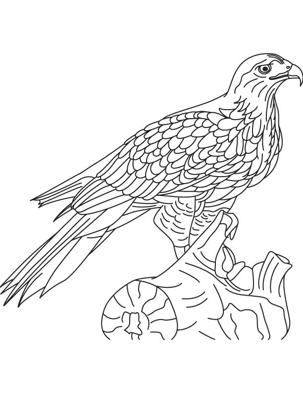 612x792 Falcon Clipart Red Tailed Hawk 3515462