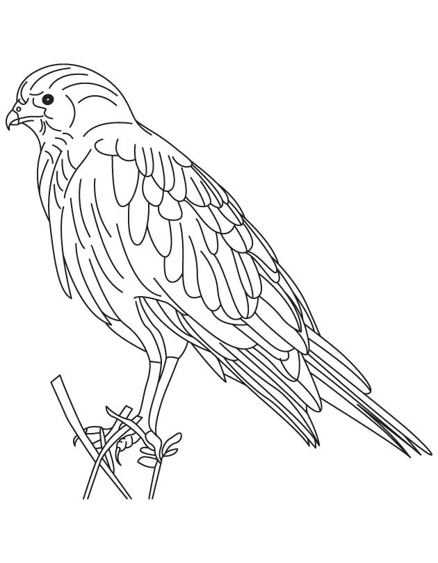 630x810 Golden Eagle Coloring Page