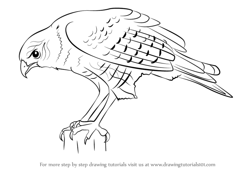 800x565 Learn How To Draw A Hawk (Bird Of Prey) Step By Step Drawing