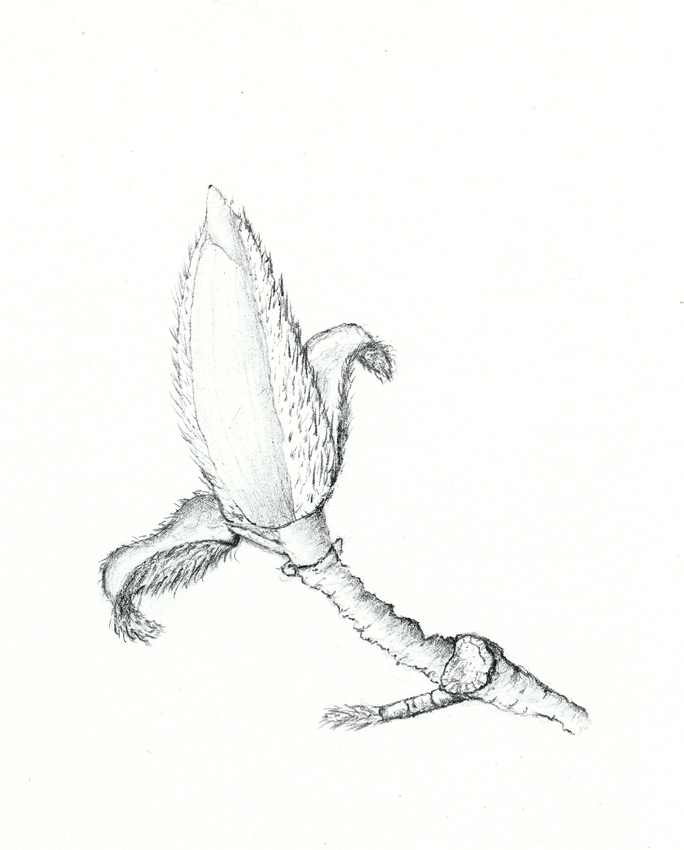 684x850 Nuncketest Magnolia Sketch