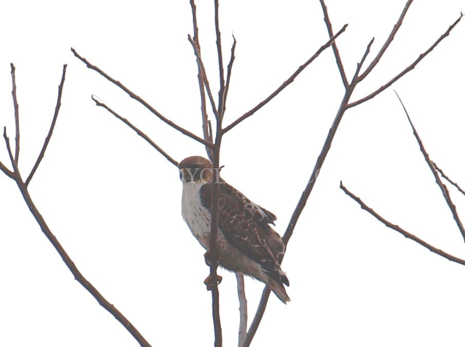 905x676 Red Tailed Hawk Jody Celeste