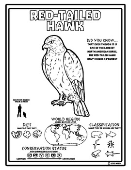 270x350 Tailed Hawk