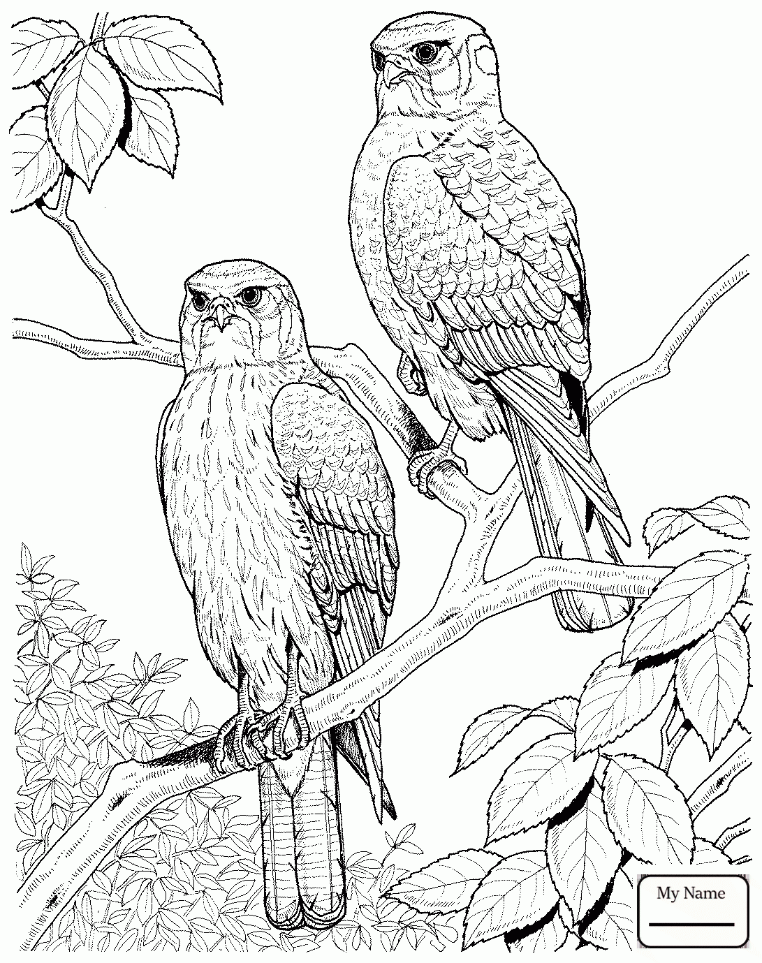 1091x1379 Coloring Pages For Kids Birds Hawk 3 Hawks Azcoloring.club