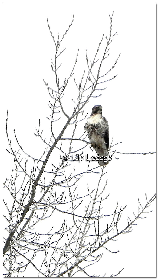 624x1097 A Picture A Day December 2017 Ladage Photography