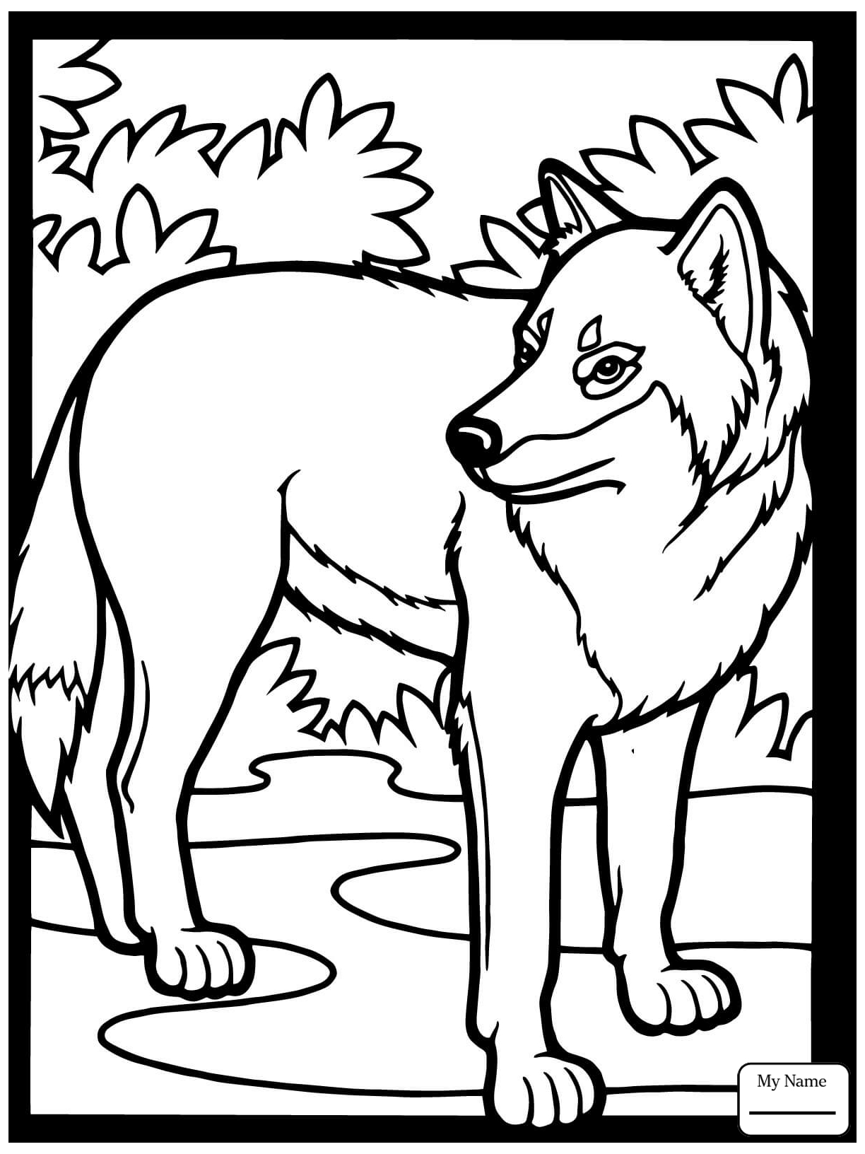 1224x1632 Florida Red Wolf Mammals Coloring Pages