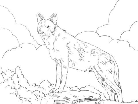 480x360 North American Red Wolf Coloring Page Free Printable Coloring Pages