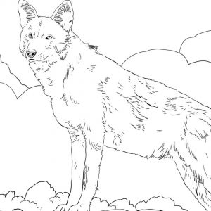 300x300 Red Wolf Coloring Pages New North American Red Wolf Coloring Page