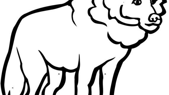 570x320 Black And White Wolf Drawing 437 Best Images About Wolves