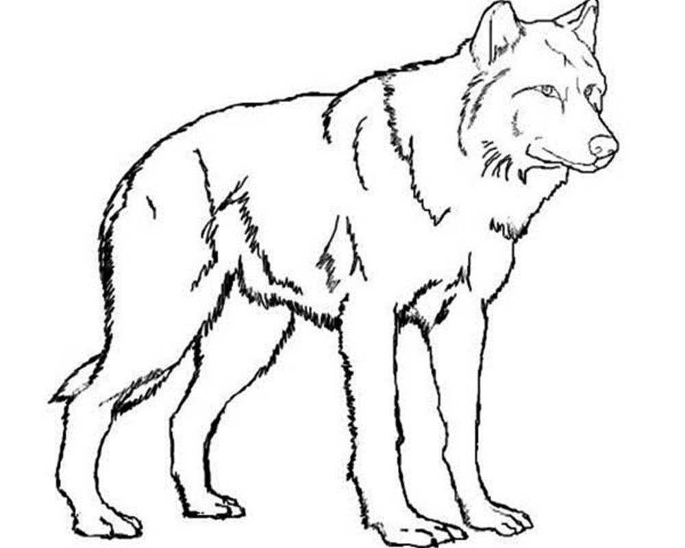 1000x800 Red Wolf Drawing For Kids