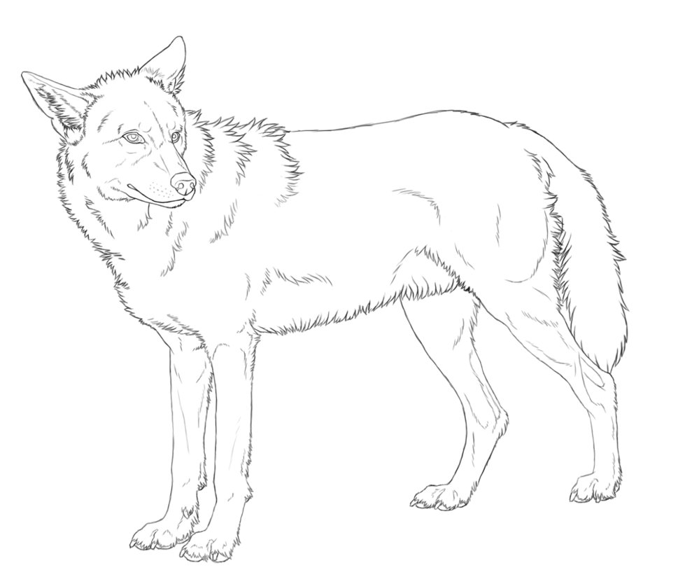 969x824 Wolf Lineart By Inazumaokami