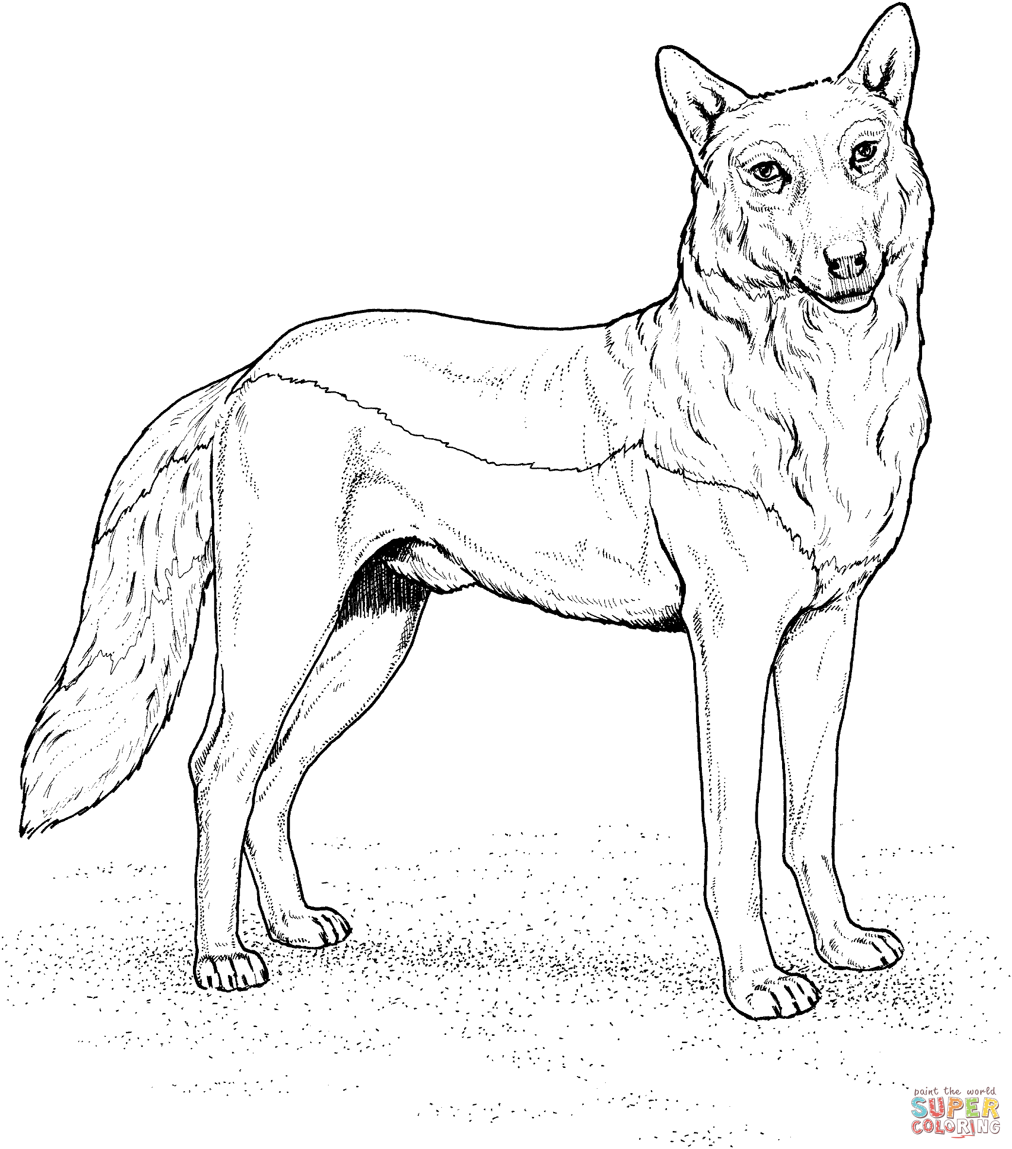 2082x2365 Coloring Pages Red Wolf For Beatiful Draw Image Page Dringrames