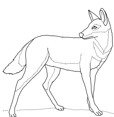 467x480 Ethiopian Wolf Coloring Page Free Printable Coloring Pages