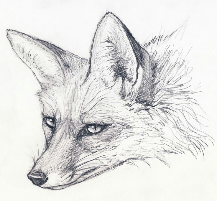 736x682 26 Best Sketchbook Drawings